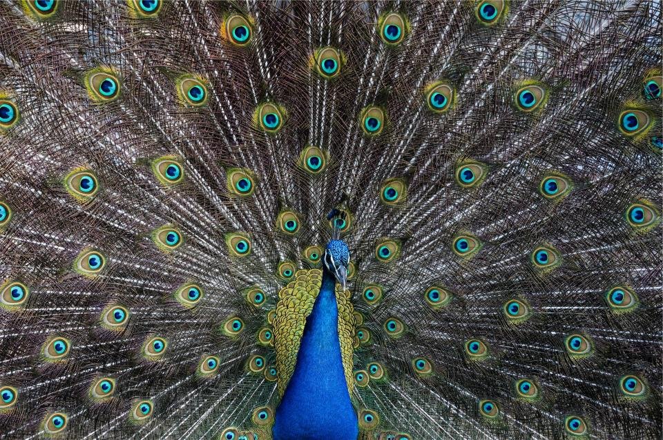 peacock